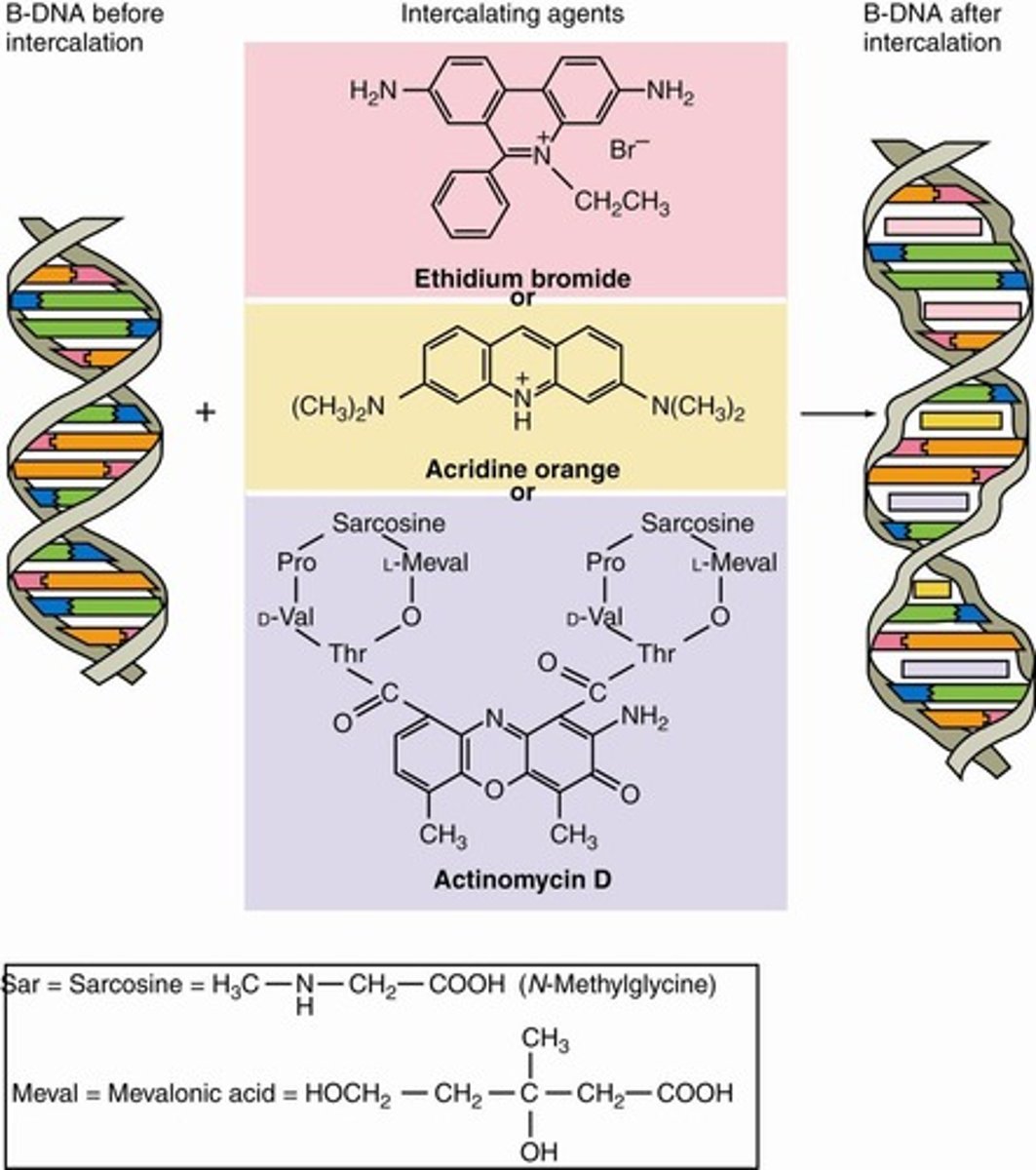<p>Molecules that insert between DNA base pairs.</p>