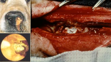 <p>Can you do topical treatments for chronic aspergillosis (nasal lesion of dog)</p>