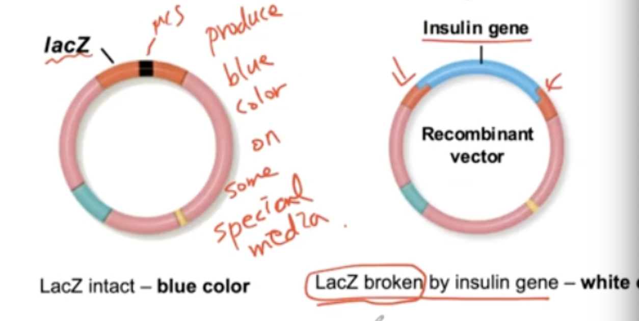 <p>To pick up recombinant clones, the lacZ gene is built into the vector located at the MCS. </p><ul><li><p>The purpose of this is to produce a blue color and turn into white color when the lac Z gene is broken by insulin gene. </p></li></ul><p></p>