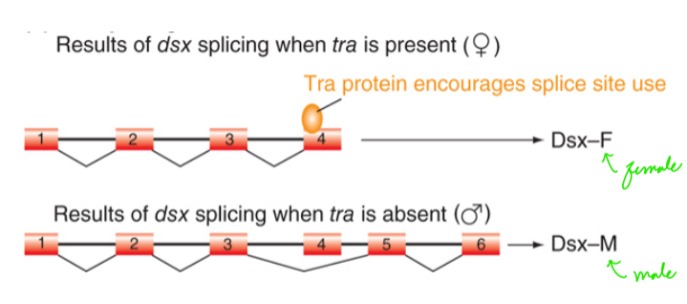 <p>Tra proteins encourages splice site use, resulting in normal females. Males do not need Tra.</p><p></p><p>Males with Tra are doublesex.</p><p>Females without Tra are doublesex.</p>