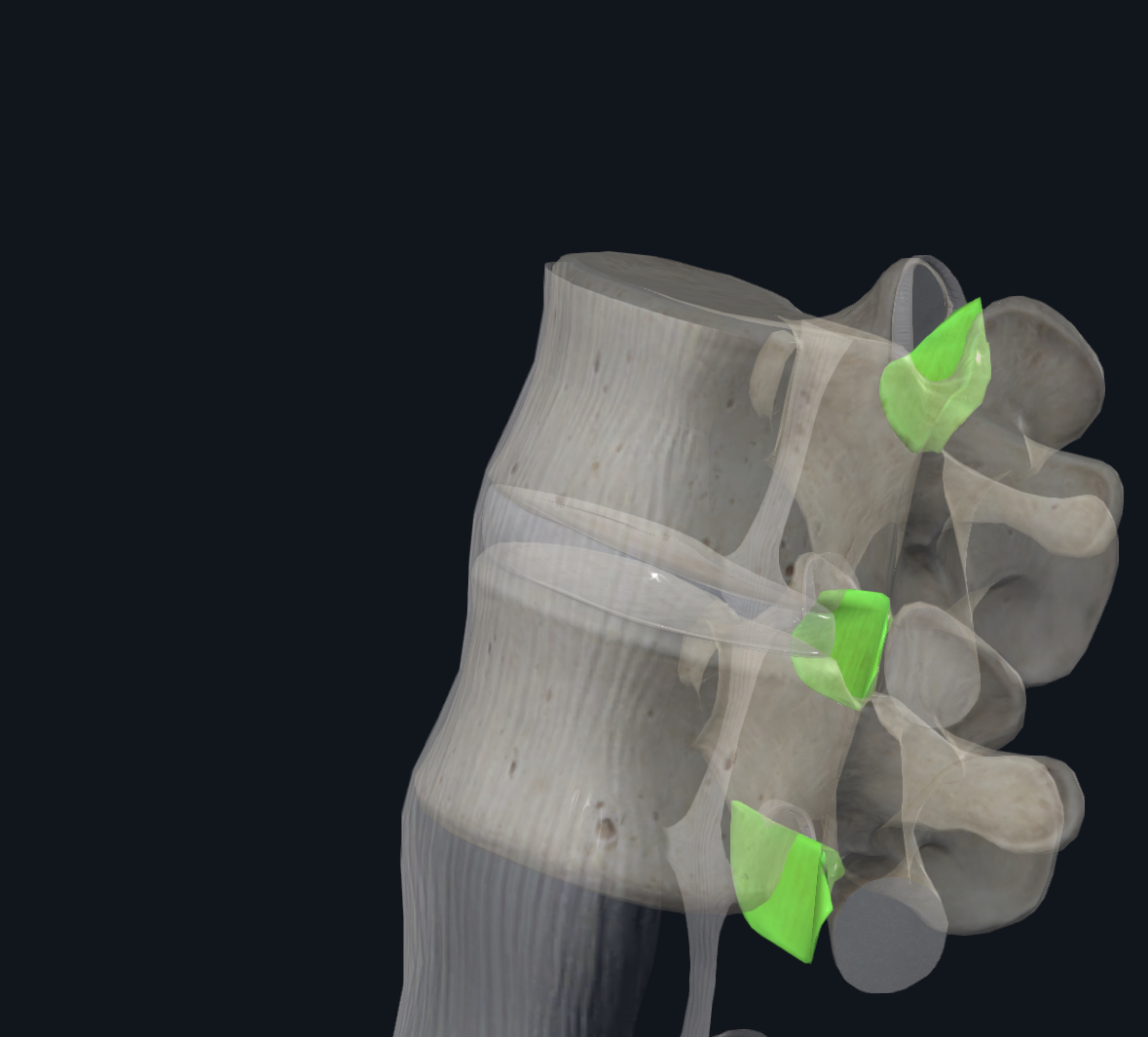<p>Limits flexion</p>