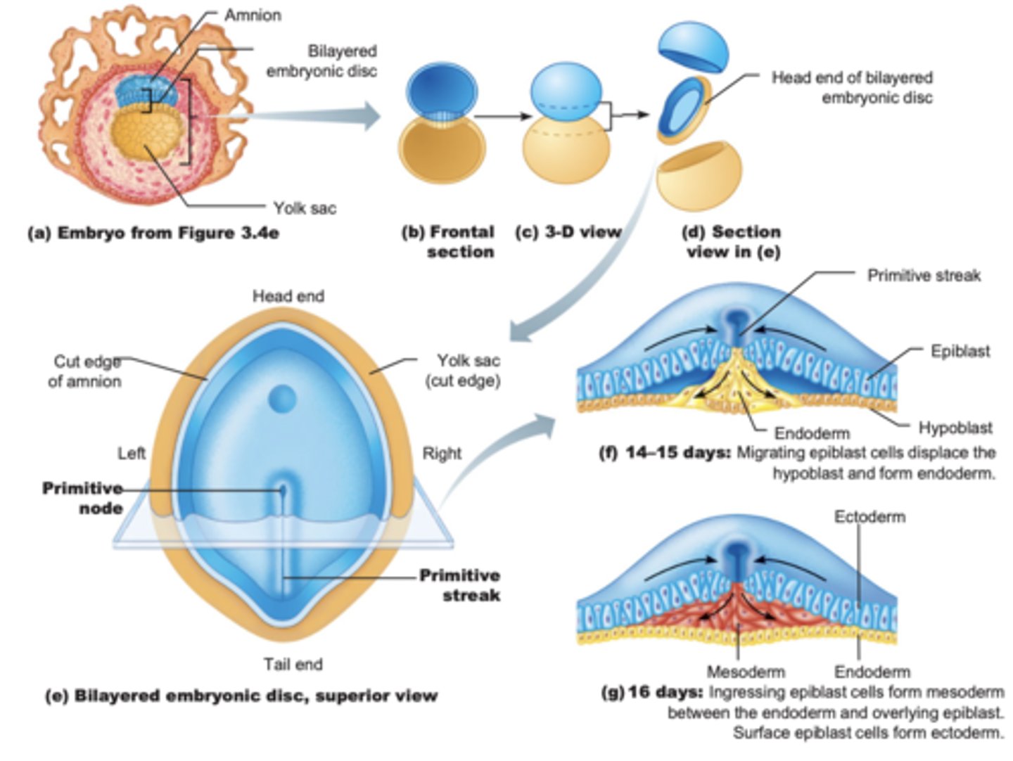 <p>Site where epiblast cells migrate inward.</p>