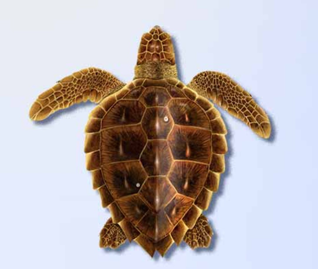 <p>Cheloniidae family</p><p class="has-focus">carnivores, primarily feeding on hard-shelled invertebrates like mollusks (goose-neck barnacles, pelagoc purple snails), crabs, and horseshoe crabs, but also consuming fish and jellyfish</p><p class="has-focus">large heads, powerful jaws, and reddish-brown, slightly heart-shaped carapace. Other key traits include a yellowish underside (plastron), two claws on each front flipper, and more than one pair of prefrontal scales on the face</p>