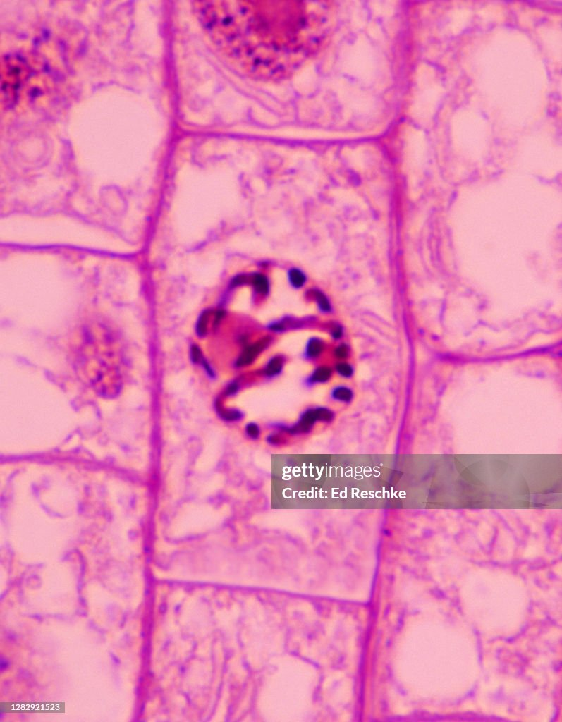 <p>-Chromatin begins to condense and thicken, forming chromosomes</p><p>-Nuclear membrane &amp; nucleolus disappear</p><p>-Chromosomes are free in the cytopasm</p><p>-Spindle starts to form</p>