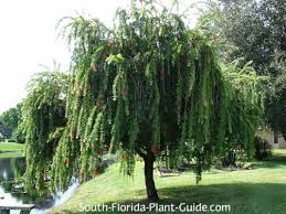 <p><em>Melaleuca viminalis (</em>Weeping bottle brush)</p>