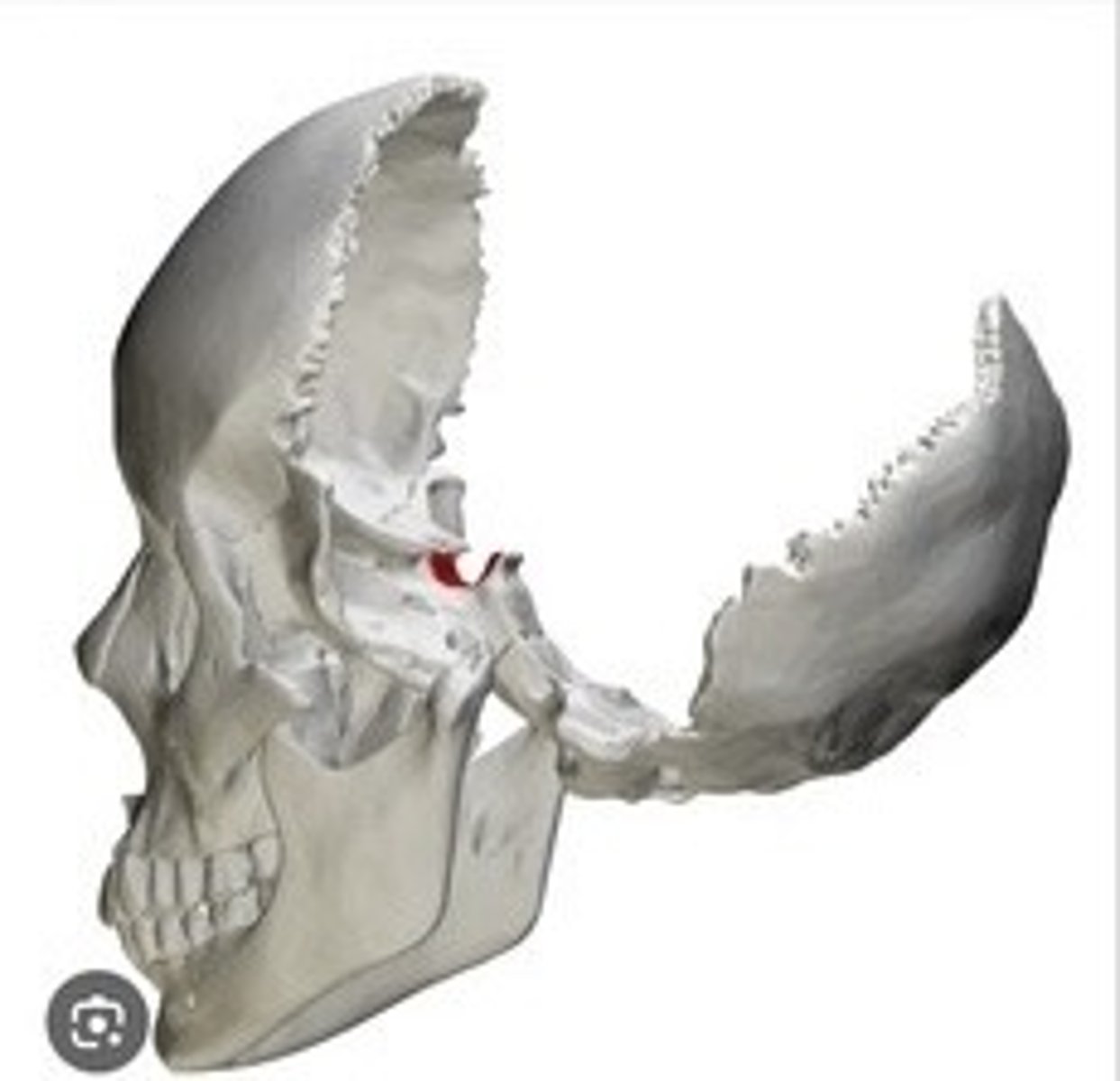 <p>Depression housing the pituitary gland.</p>