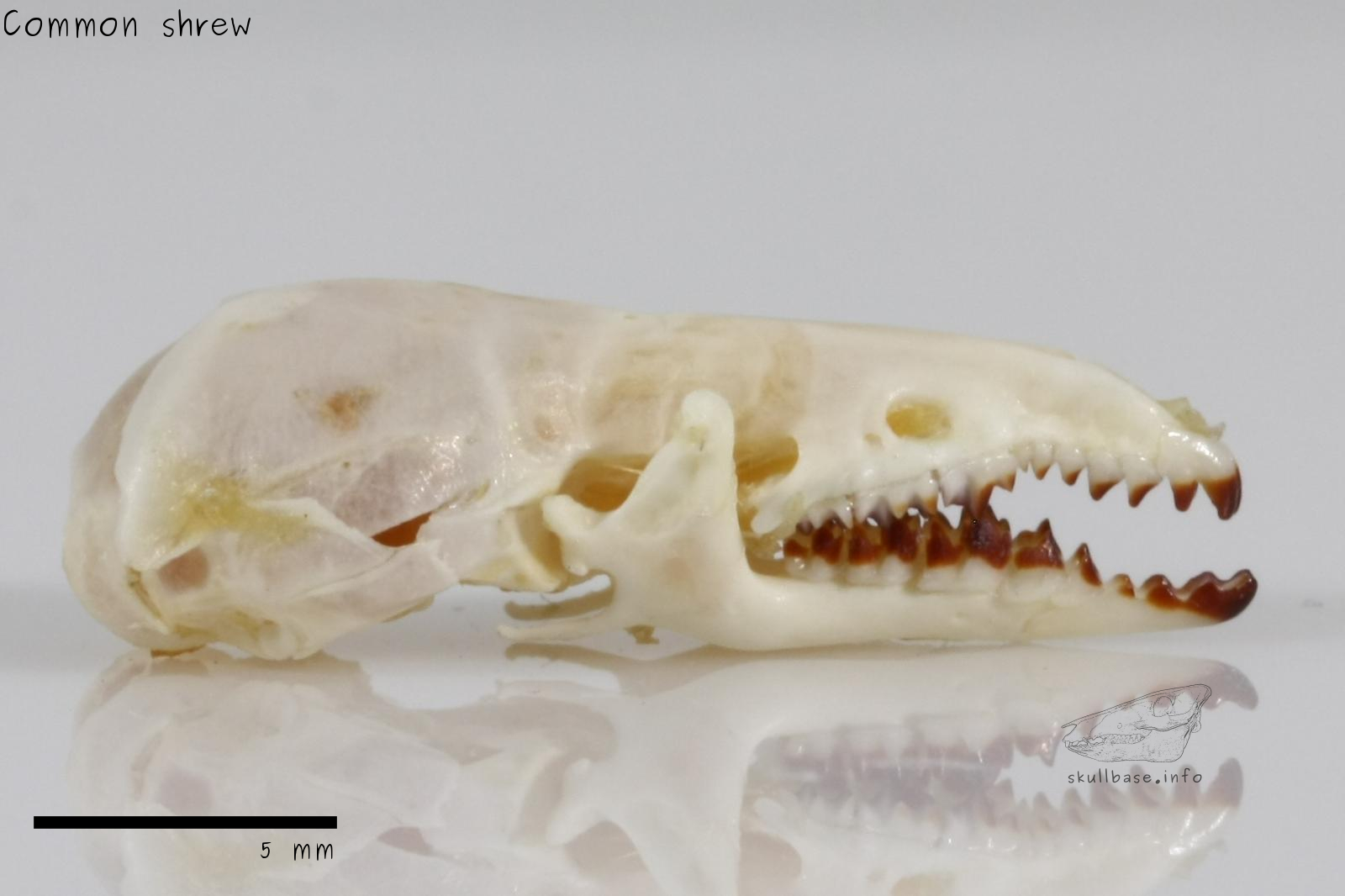 Order classifying shrews and european moles. Their teeth aren't as specialised but do face backwards. This is to help catch insects.
Small orbits.