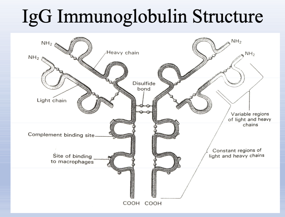<p>Most abundant serum antibody <strong>(≈80%)</strong>; <u>crosses the placenta</u>; activates complement (need 2); opsonizes; provides passive immunity via milk.</p><ul><li><p>functions as an opsonin (coats antigen to make susceptible for phagocytosis by neuts)</p></li></ul><p></p>