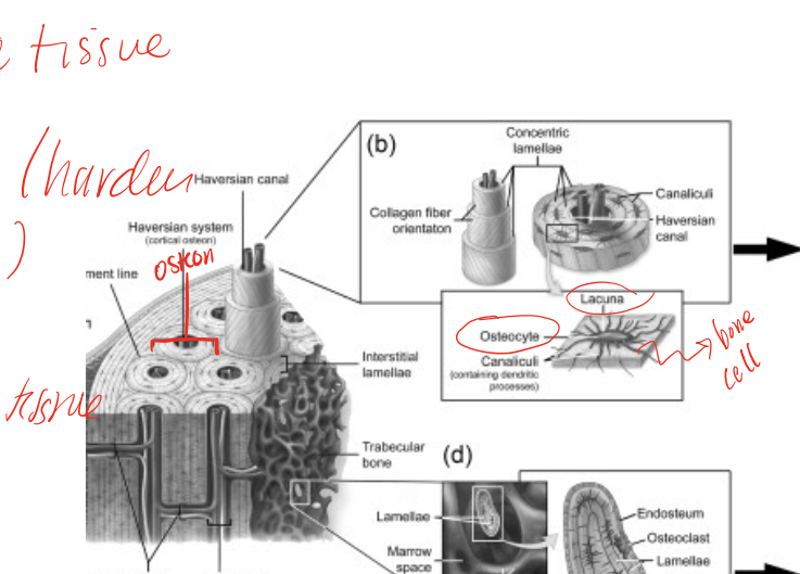 <p>aka haversian system, subunit of bone that secretes collagen and mineralized ground substance in concentric spirals known as lamellae </p>