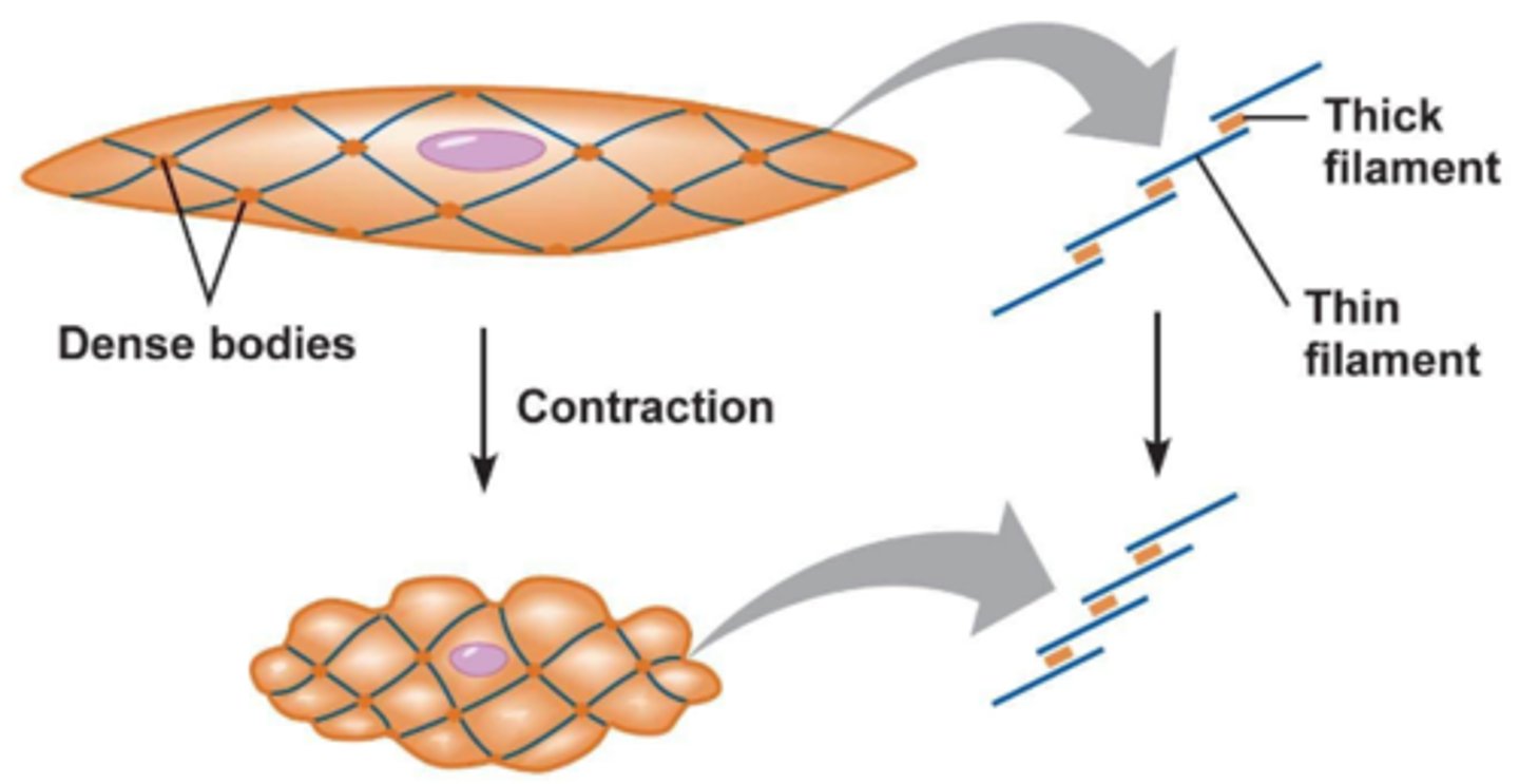<p>cytoplasmic structure to which thin filaments of a smooth muscle fiber are anchored</p>