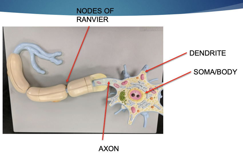 <p>neuron</p>