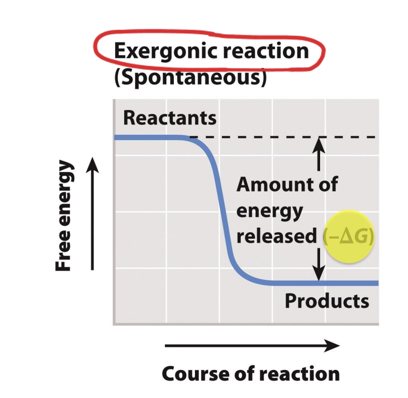<ul><li><p>Reactions with a negative ΔG release energy</p></li><li><p><span style="background-color: inherit; line-height: 19.55px; color: windowtext;"><span>Reactant has more free energy -> Negative</span></span><span style="line-height: 19.55px; color: windowtext;"><span> </span></span></p><ul><li><p class="Paragraph SCXO177873000 BCX0" style="text-align: left;"><span style="background-color: inherit; line-height: 19.55px; color: windowtext;"><span>Negative: release energy (exergonic reaction)</span></span><span style="line-height: 19.55px; color: windowtext;"><span> </span></span></p></li></ul></li><li><p class="Paragraph SCXO177873000 BCX0" style="text-align: left;"><span style="background-color: inherit; line-height: 19.55px; color: windowtext;"><span>Exergonic -> spontaneous (does not need extra energy to activate)</span></span><span style="line-height: 19.55px; color: windowtext;"><span> </span></span></p></li></ul><p></p>