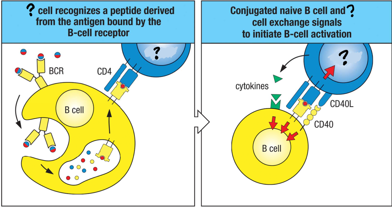 <p>effector CD4 T cell that activates B cells to refine the antibody response; follicular helper T cell; helps switch isotype and increase antibody affinity; moves from the T cell area in the lymph nodes to B cell area where they interact with naive B cells in afferent lymph that have been exposed to the antigen at the site of infection</p>
