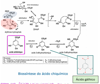 <ul><li><p>4-eritrose-fosfato + fosfoenolpirúvico → ácido 3-desidroquinico → ácido chiquimico (por redução) ou ácido gálhico </p></li></ul><p></p>