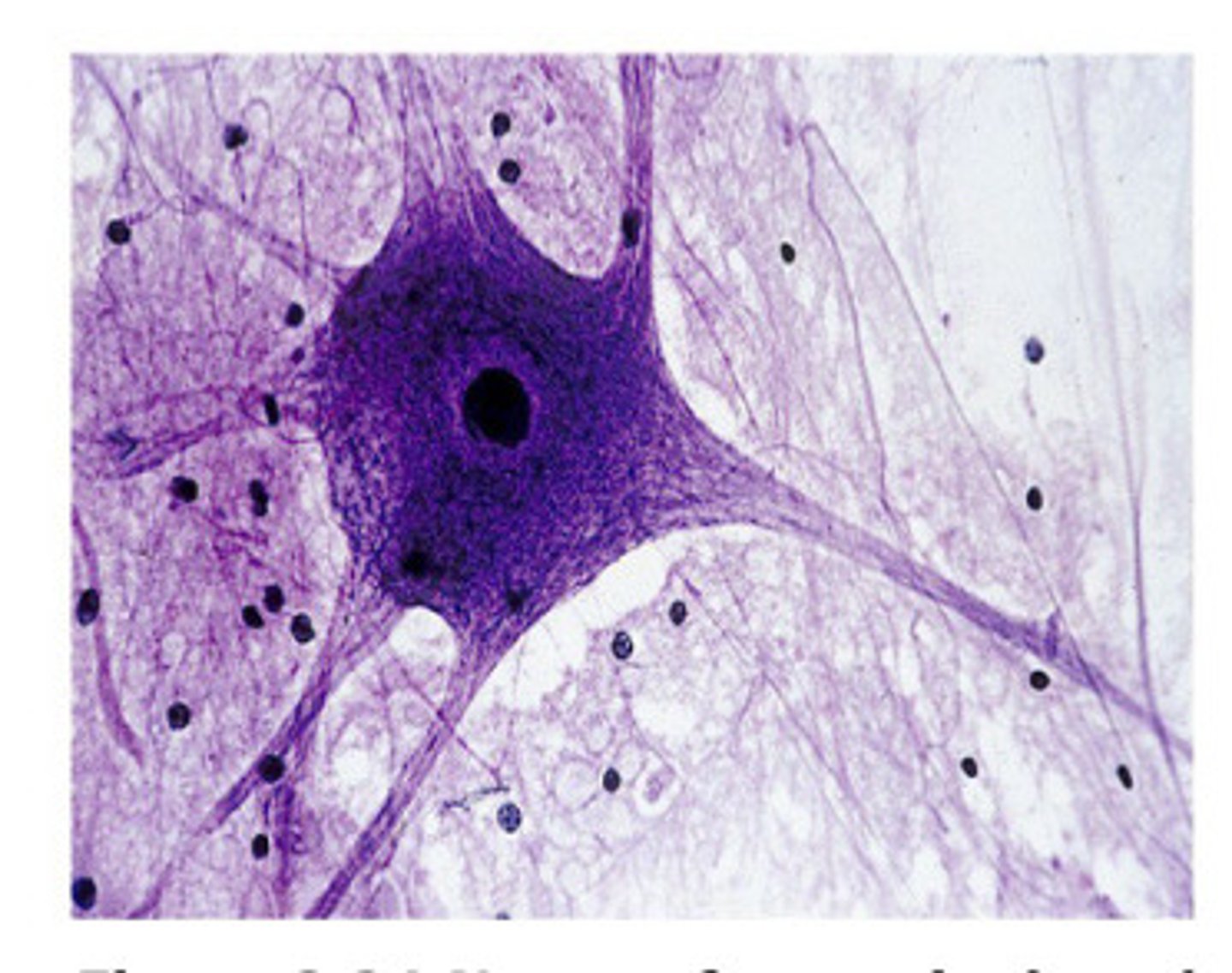 <p>Neuron</p>