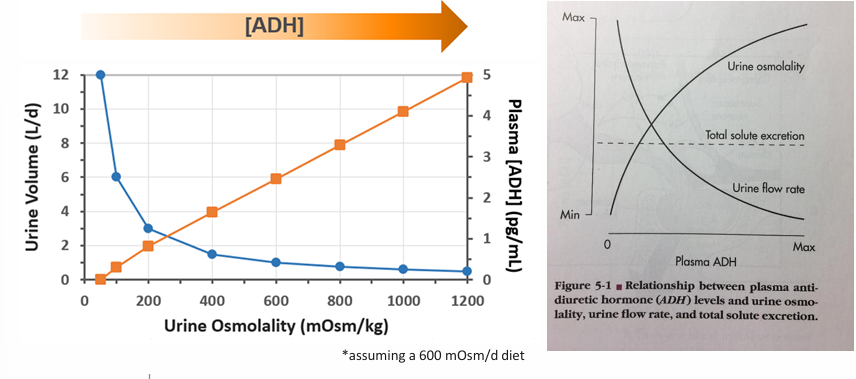 <p>-proportional to ADH</p>
