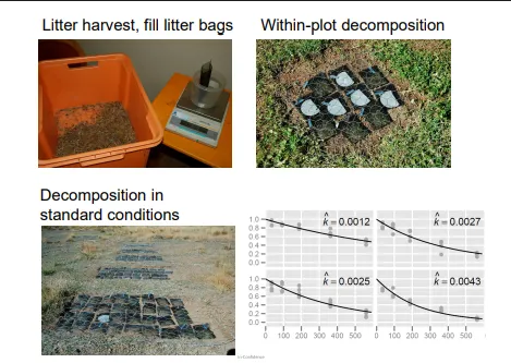 <p>(helpful?) </p><ul><li><p>gives insight into biogeochemical / nutrient cycling, as this largely depends on decomposition rates </p></li><li><p>so may suggest limiting factors in the environment, help that may be required, etc</p></li></ul><p>(measuring)</p><ul><li><p>can fill litter bags / plots within the environment with biomass / detritus (litter) from the ecosystem, and measure the decomposition rate </p></li><li><p>this can be done with different litter types, to see how they decompose differently over time, and can look at different specific nutrients to see how they break down</p></li><li><p>litters with high nutrient profiles decompose faster, as bacterias can use these better and be fuelled on them more efficiently, to then continue decomposing</p></li><li><p>this can also be modelled for different conditions (e.g. do it in the lab vs within-plot)</p></li></ul><p></p>