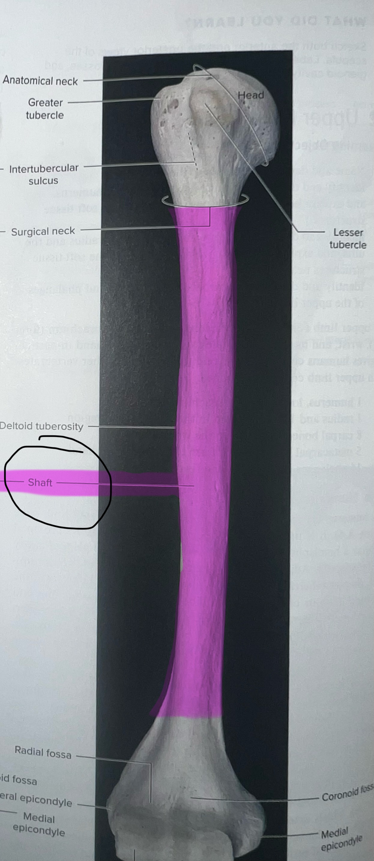 <p>long, cylindrical middle part of the humerus</p>