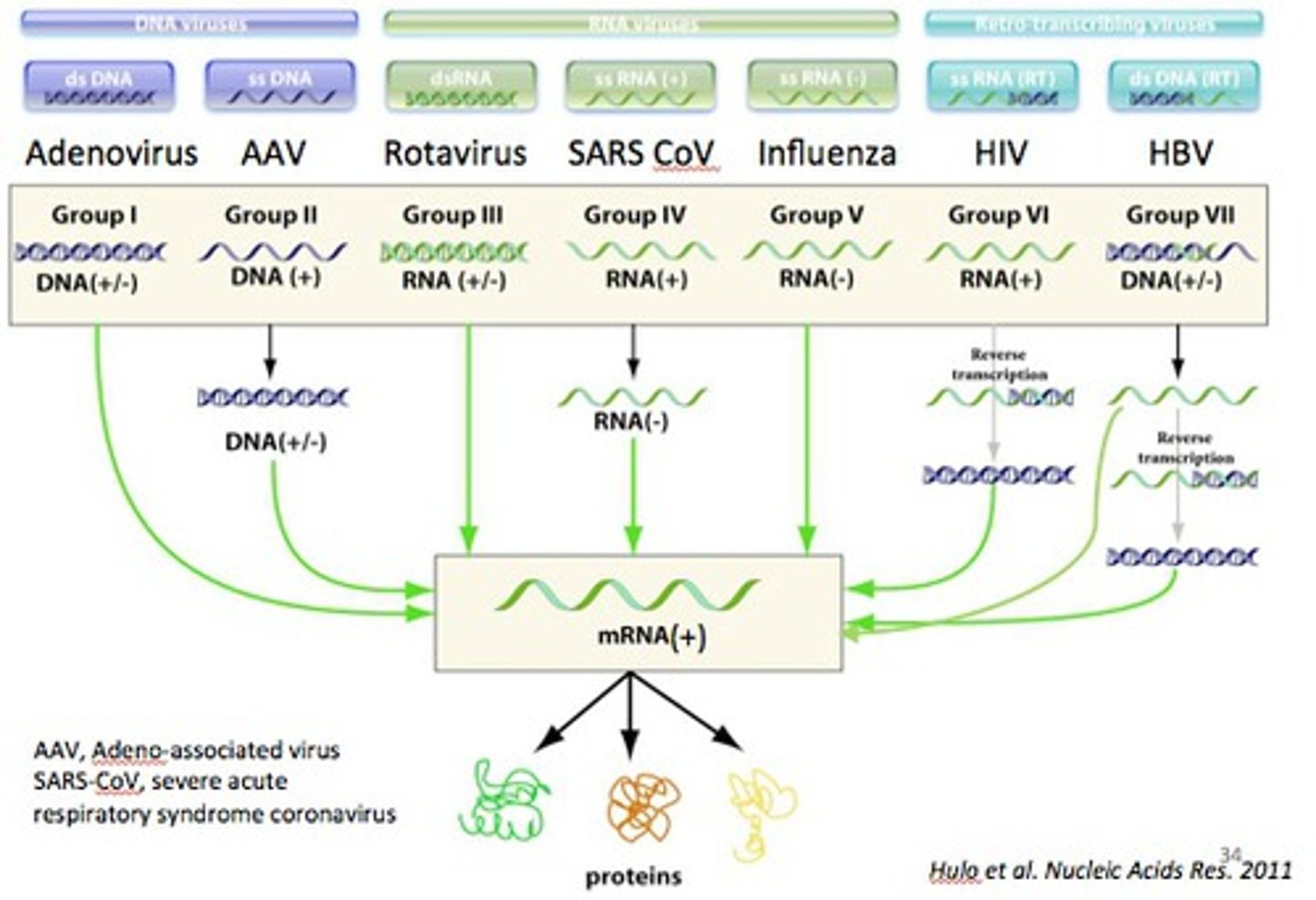 <p>Distinguished by genome composition and mRNA route</p><p>Group I: Double-stranded DNA viruses</p><p>Group II: Single-stranded DNA viruses</p><p>Group III: Double-stranded RNA viruses</p><p>Group IV: (+) sense single-stranded RNA viruses</p><p>Group V: (-) sense single-stranded RNA viruses</p><p>Group VI: Retroviruses (RNA reverse-transcribing viruses)</p><p>Group VII: Pararetroviruses (DNA reverse-transcribing viruses)</p>