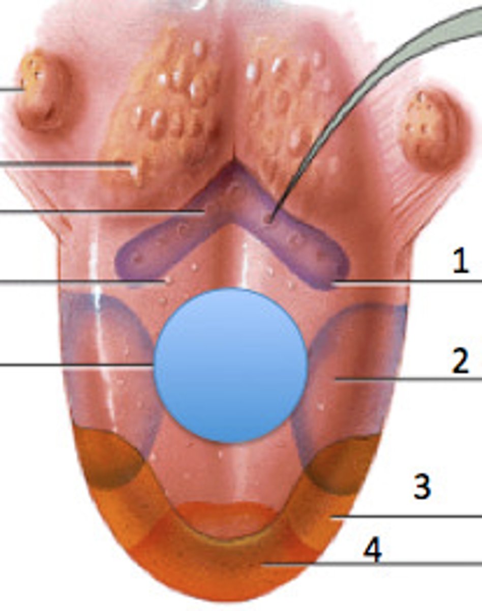 <p>taste buds on center blue circle</p>