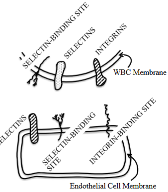 <ul><li><p>Activation involves neutrophils, which under the influence of cytokines &amp; other inflammatory mediators, start expressing specific proteins on their surface. </p></li><li><p>Simultaneously, endothelial cells also express proteins that help binding WBCs. </p></li><li><p>Step 3 in the process. </p></li></ul><p></p>