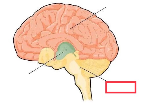 posterior region of the adult brain that develops from the rhombencephalon and includes the pons, medulla oblongata, and cerebellum