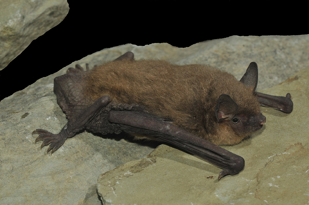 <p>Gray Bat</p>