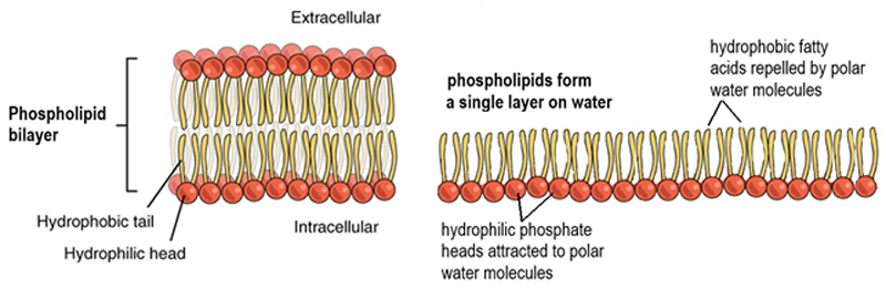 <ul><li><p>The <strong>hydrophilic</strong> phosphate groups are <em>attracted to water molecules</em> in the cytoplasm and outside the cell.</p></li><li><p>The <strong>hydrophobic</strong> tails are <strong><em>repelled</em></strong> <em>by water molecules</em> <strong>turn away</strong> from water in the cytoplasm and outside the cell</p></li></ul>