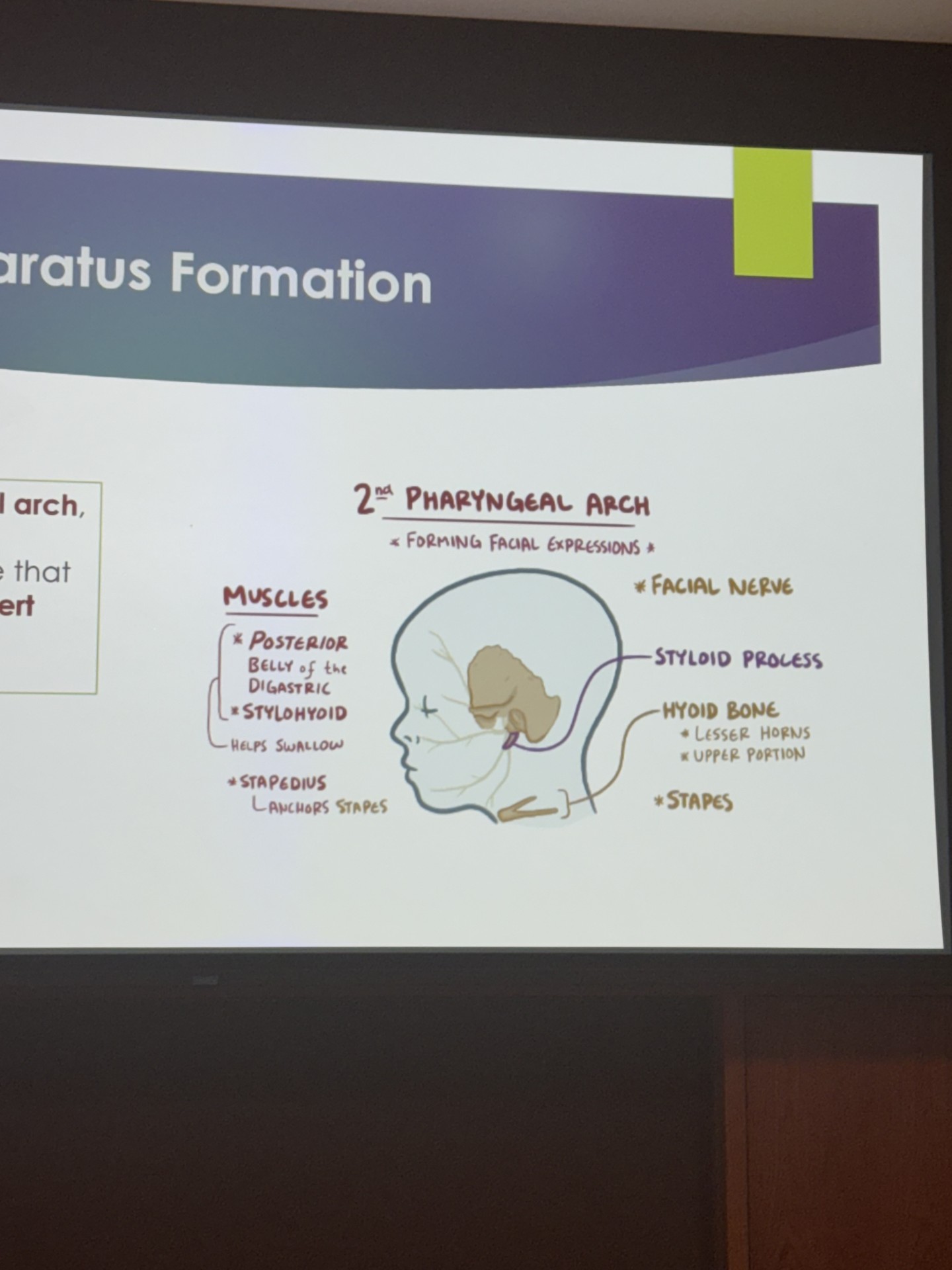 <ul><li><p>known as hyoid arch</p></li><li><p>contains reinchert  cartilage </p></li><li><p>innervated by facial nerve </p></li><li><p>develops horns of hyoid bone and muscles/ facial features designated to creating facial movements and expressions</p></li></ul><p></p>