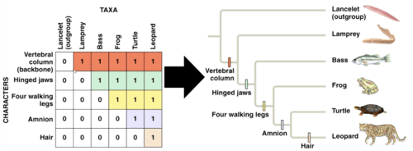 <p>Phylogenetic trees are built from characters (or sites); can be morphological, behavioral, physiological, or molecular</p>