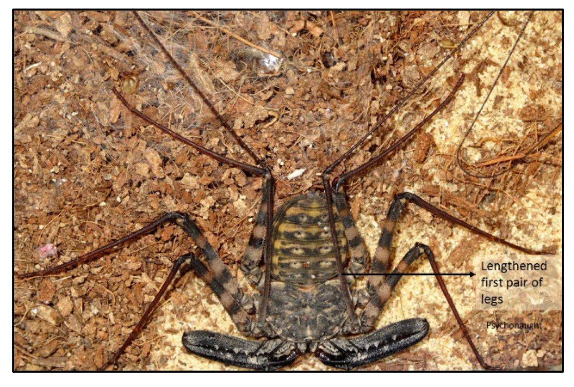 <p>What order do Tailless whip scorpions belong to?</p>