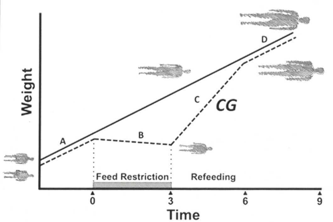 <ul><li><p>especially sensitive during rapid growth periods</p><ul><li><p>Genetics control the timing and rate of growth and maturation, but extrinsic factors (especially those influencing metabolism) can have a great effect.</p></li><li><p>For example, not having enough food for nourishment (severe malnutrition) can slow growth. Could also be due to severe disorder.</p></li></ul></li><li><p><u><mark data-color="green">Catch-up growth (CG): </mark></u> period of rapid growth to recover some or all potential growth lost during period of negative extrinsic influence. Occurs once negative influence is removed.</p><ul><li><p>Whether a child recovers some or all of the growth depends on the timing, duration, and severity of the negative environmental condition.</p></li></ul></li></ul>