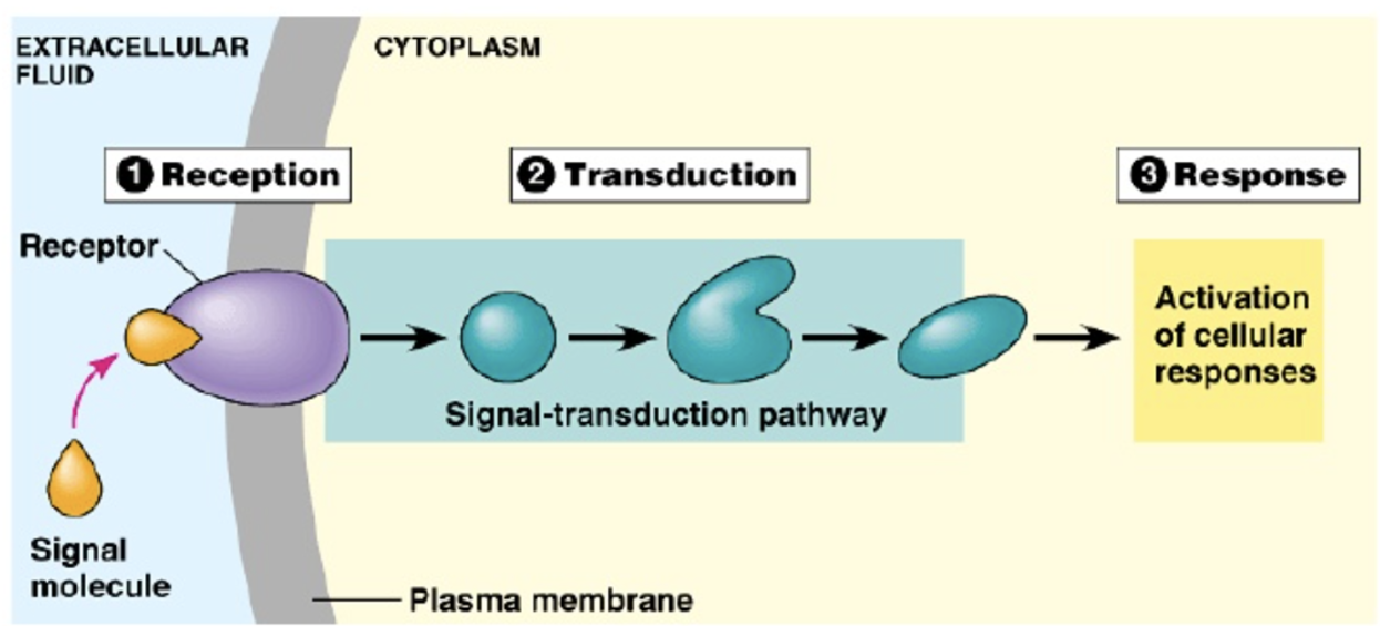 <p>Which receptors are most accurately depicted by this graphic?</p>