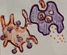 <p>name the 3 phagocytic cells of innate immunity</p>