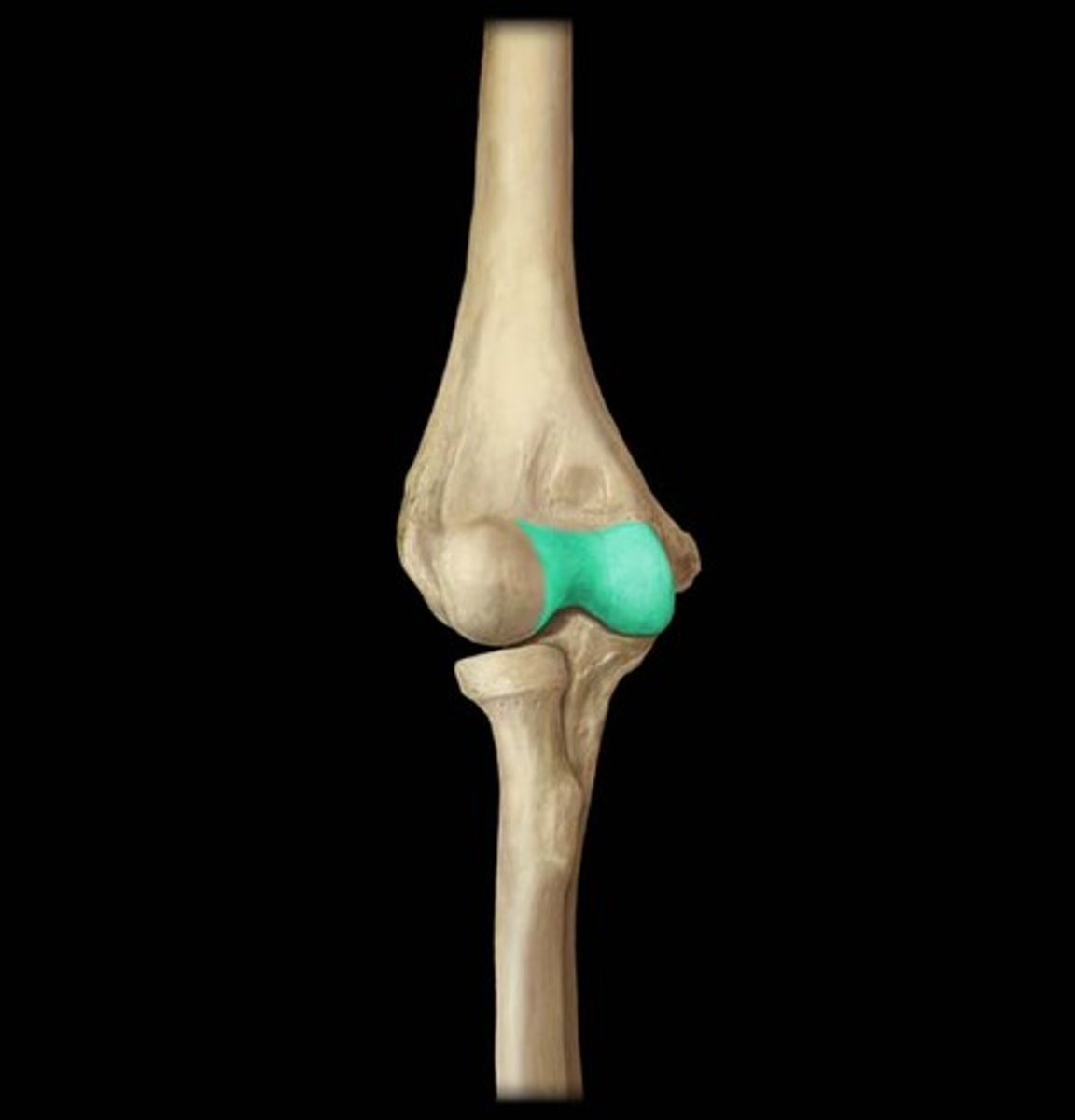 <p>articulates with trochlear notch of ulna</p>