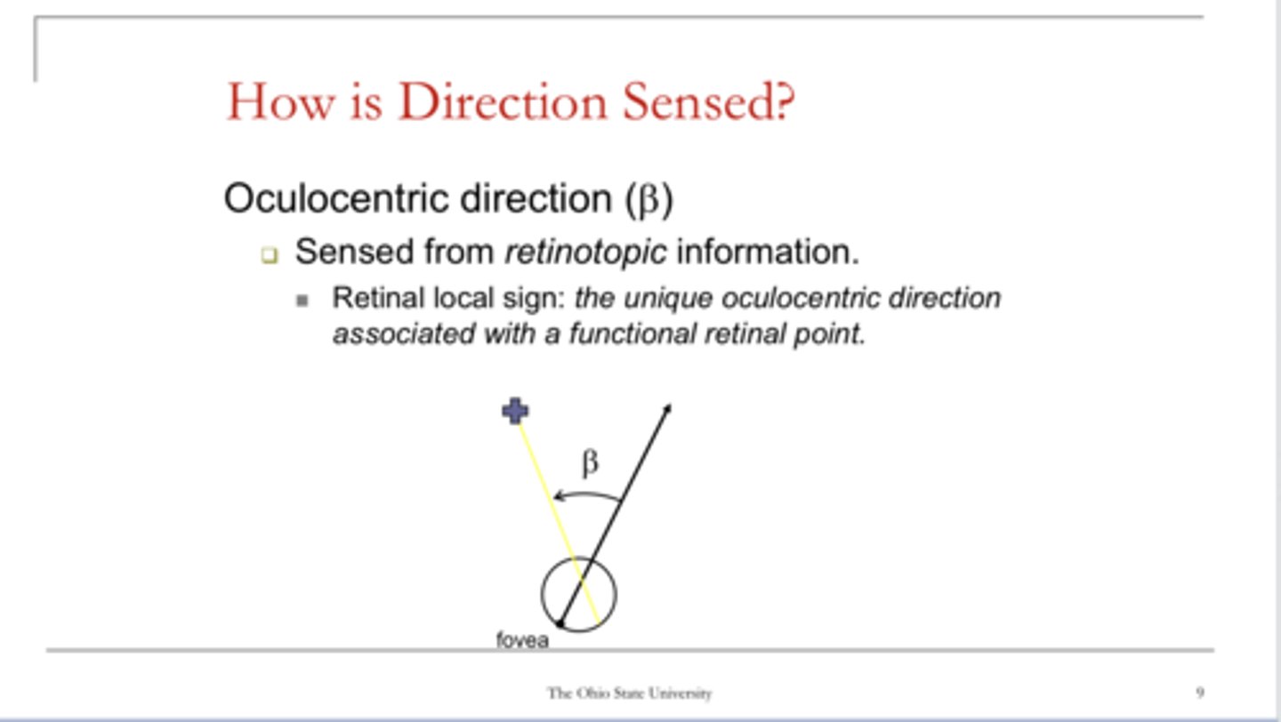 <p>Oculocentric direction is sensed from ______ information</p>