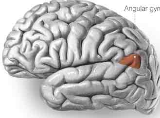 <p>Angular gyrus</p>