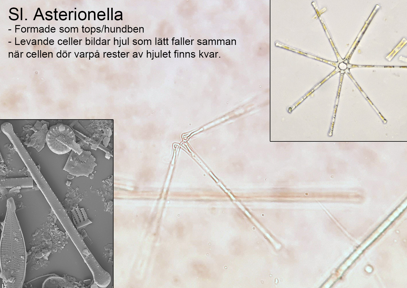 <p>Kloroplastens ursprung hos Kiselalger</p>