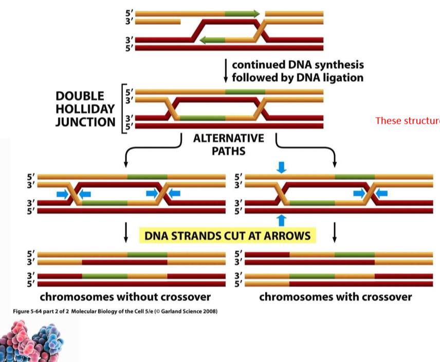 <p>holliday structure is cleaved, resulting in corrected DNA</p>