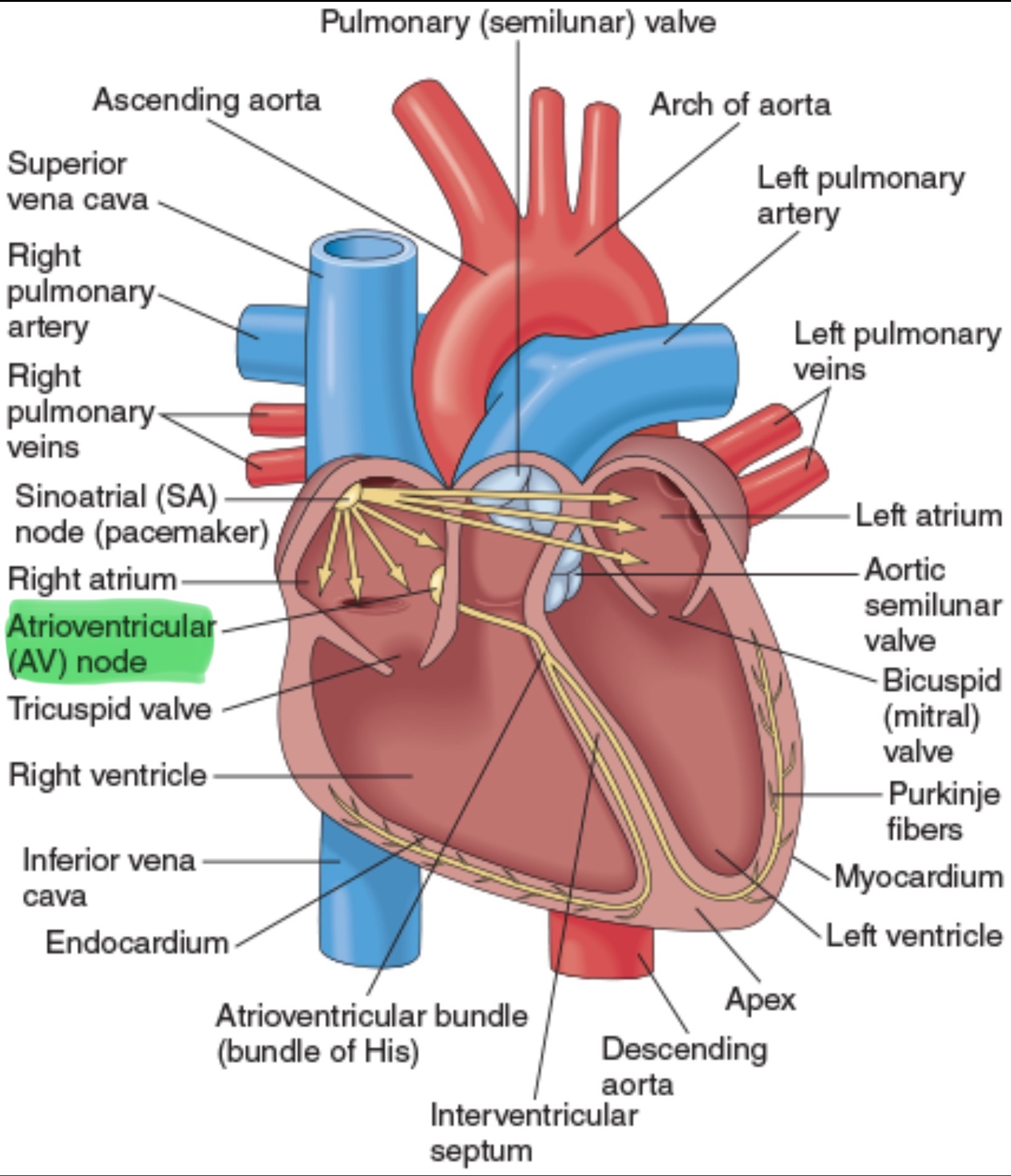 <p>Located on the right side of the Interatrial Septum (IAS), immediately behind the tricuspid valve and near the opening of the coronary sinus.</p><ul><li><p><strong>IAS</strong>- a thin, muscular wall that separates the left and right atria </p></li></ul><p></p>