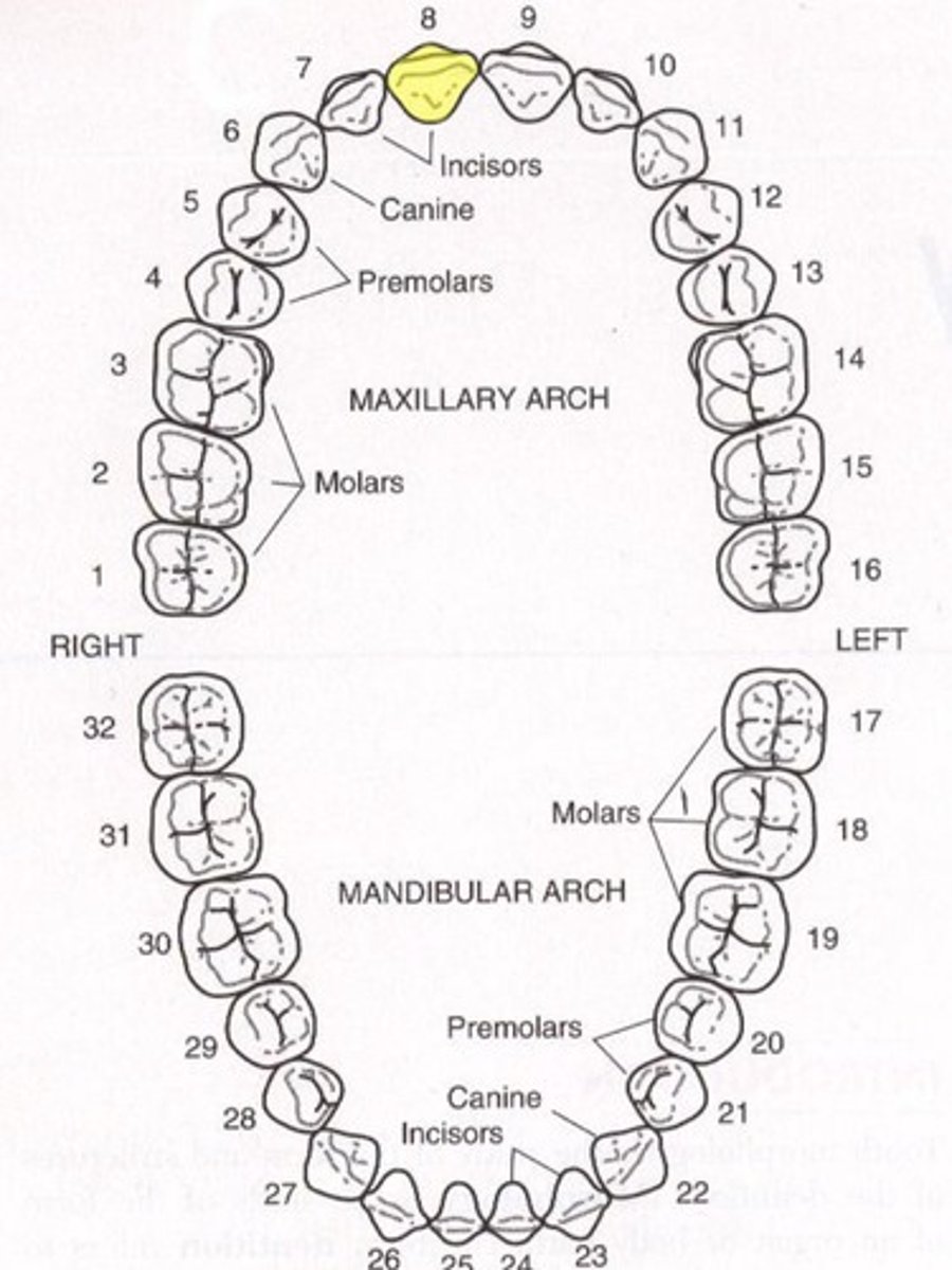 <p>Maxillary right central incisor</p>