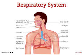 <p>respiratory system</p>