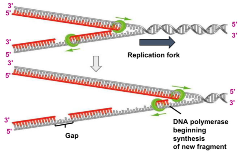 <ul><li><p>replication can only happen from 5’ to 3’</p></li><li><p>Laggin strand synthesis = discontinuous</p></li><li><p>Primase adds lots of RNA primers(oligonucleotides) as it unwinds, and DNA polymerase synthesises sections= Okazaki fragments</p></li><li><p>DNA ligand will then join the fragments together</p></li></ul><p>= semi-discontinuous</p><p></p>