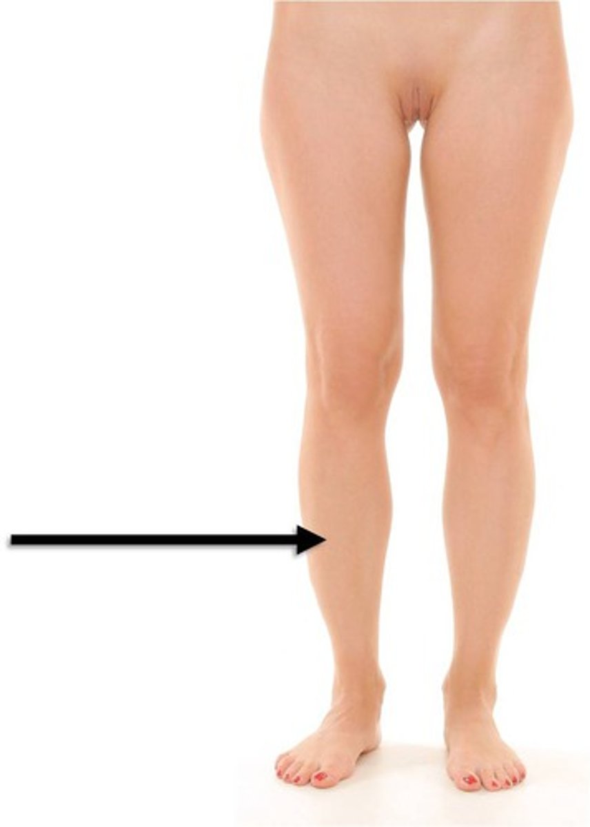 <p>leg</p>