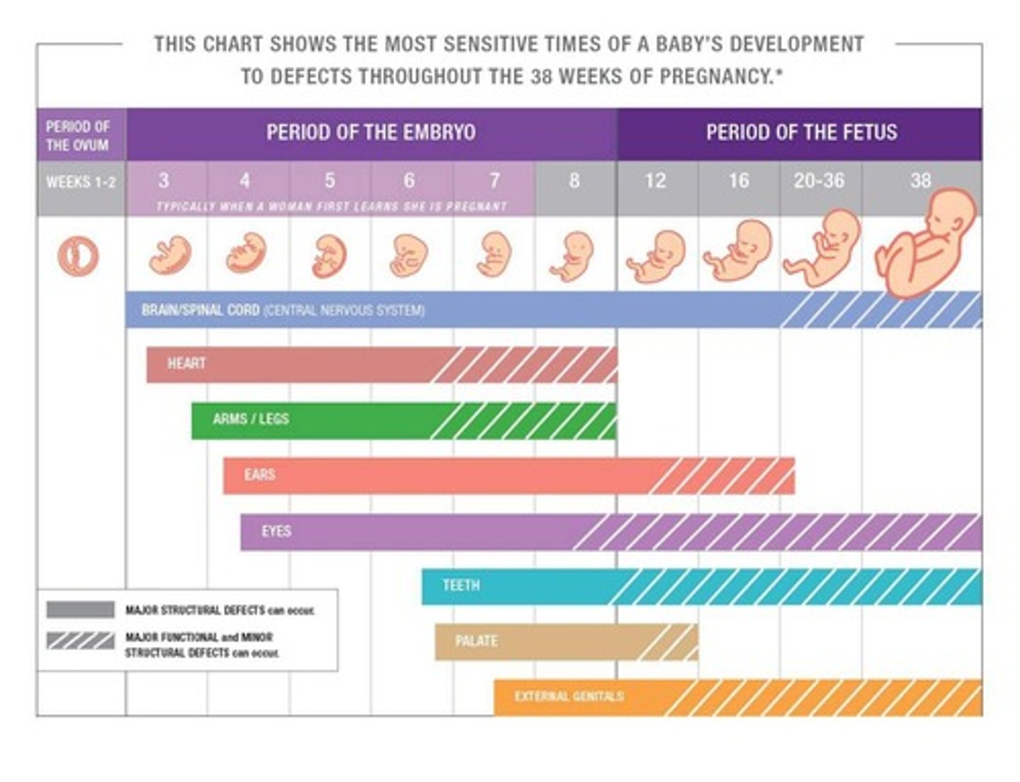 <p>Critical periods are preprogrammed times during development when specific cells, organs, and tissues are formed, most intense during the first 2 months after conception, and errors cannot be corrected once passed.</p>