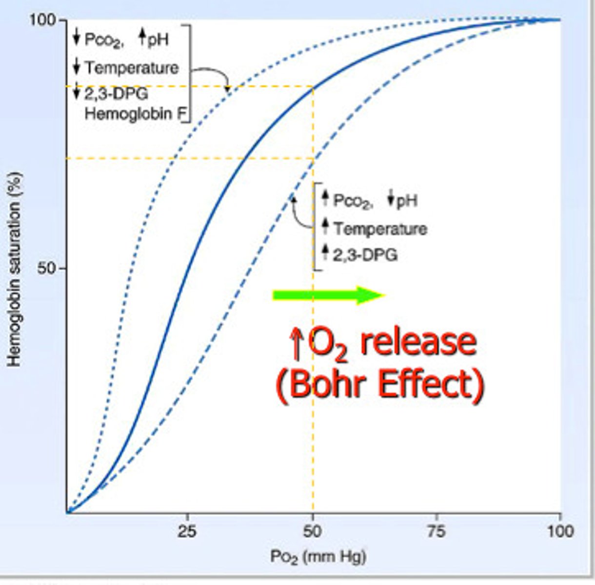<p>At high concs of CO₂, the shape of the Hb is altered.</p><p>Hb's affinity for oxygen is reduced, and there is more dissociation of oxyhaemoglobin, therefore more oxygen available for respiring tissues.</p><p>Hb acts as a buffer by binding to the H<sup>+</sup> ions, forming haemoglobinic acid. </p><p>Hb binds to CO<sub>2</sub> to form carbaminohaemoglobin.</p>