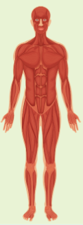 <p>muscular system</p>