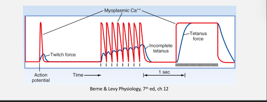 <p></p><ul><li><p><span><span>Repeated action potentials cause twitches to overlap in time.</span></span></p></li><li><p><span><span>Calcium is not fully removed between stimuli, so force adds together.</span></span></p></li><li><p><span><span>Low–moderate frequency stimulation produces incomplete tetanus.</span></span></p></li><li><p><span><span>Very high frequency stimulation produces fused tetanus with sustained maximal force.</span></span></p></li></ul><p></p>
