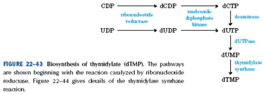 <ul><li><p>DNA contains T instead of U</p></li><li><p>de novo pathway to thymine involves only DRNT</p></li><li><p>dUTP→dUMP→dTMP reaction must be efficient to keep dUTP pools low and prevent incorporation of uridylate into DNA</p></li></ul><p></p>