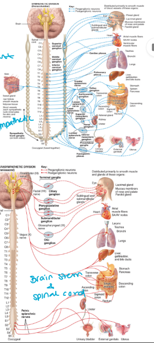 <ul><li><p>consists of two divisions:</p></li></ul><ol><li><p>The sympathetic nervous system (SNS) (fight or flight)</p></li><li><p>The parasympathetic nervous system (PSNS) (rest and digest)</p></li></ol><ul><li><p>the effector cells are cardiac muscle, smooth muscle, and glands </p><ul><li><p>can’t control</p></li><li><p>“send message to bottle and squeeze”</p></li></ul></li><li><p>consists of</p><ul><li><p><strong>a. preganglionic neurons</strong></p><ul><li><p>myelinated (insulated)</p></li><li><p>cell body is located in the brain stem or the spinal cord</p></li><li><p>also pre-synaptic</p></li></ul></li><li><p><strong>b. postganglionic neurons</strong></p><ul><li><p>unmyelinated</p></li><li><p>cell body is located in the ganglia</p></li><li><p>also post-synaptic</p><p></p></li></ul></li></ul></li></ul><p></p>
